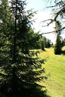 Seiseralm Seiseralm