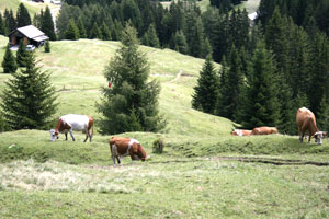 Seiseralm