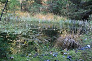 Moorsee