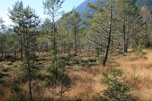 Moorwald