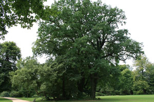 muskauer park