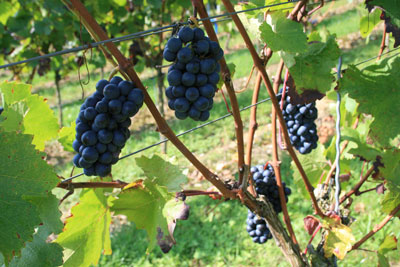 laudenbach