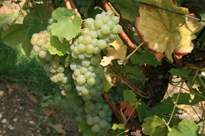laudenbach