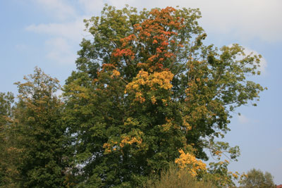 bad_mergentheim