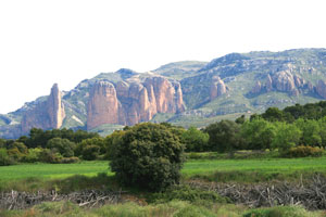 aragn