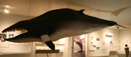 husavik