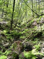 Im Wald