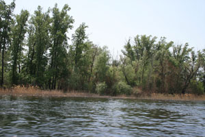 saratow
