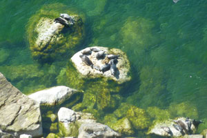  insel olchon
